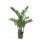 Emerald Kunstpflanze Zamioculcas Gl&uuml;cksfeder 70 cm