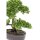 Emerald Kunstpflanze Bonsai Mini-Ficus Gr&uuml;n 32 cm 420002