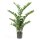 Emerald Kunstpflanze Zamioculcas Gr&uuml;n 110 cm 11.662C