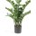 Emerald Kunstpflanze Zamioculcas Gr&uuml;n 110 cm 11.662C