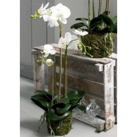 Emerald K&uuml;nstliche Phalaenopsis-Orchidee Wei&szlig; 70 cm