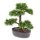 Emerald Kunstpflanze Bonsai Zeder Gr&uuml;n 32 cm 420001