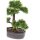 Emerald Kunstpflanze Bonsai Zeder Gr&uuml;n 32 cm 420001