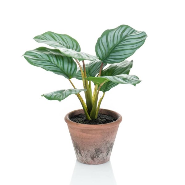 Emerald K&uuml;nstliche Maranta Calathea Orbifolia Terra 32 cm Topf