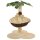 vidaXL Katzen-Kratzbaum mit Sisal-Kratzstange 50 cm Beige und Braun