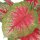 WOWONA K&uuml;nstliche Caladium Pflanze mit Topf 85 cm Rot und Gr&uuml;n