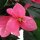 vidaXL Künstliche Rhododendron-Pflanze mit Topf 155 cm Grün und Rosa