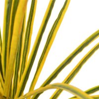 vidaXL Künstliche Pflanze Dracaena mit Topf Gelb 125 cm